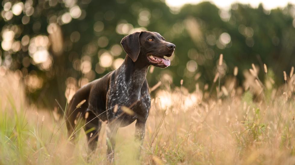safest flea treatment for dogs; a Pointer sits in a field.